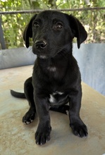 VATY, Hund, Mischlingshund in Griechenland - Bild 12