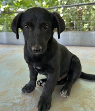 VATY, Hund, Mischlingshund in Griechenland - Bild 13