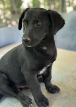 VATY, Hund, Mischlingshund in Griechenland - Bild 4