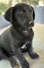 VATY, Hund, Mischlingshund in Griechenland - Bild 7