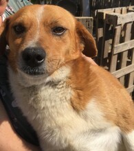 ROBIN2, Hund, Mischlingshund in Rumänien - Bild 1