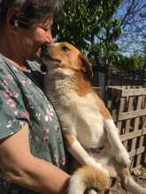 ROBIN2, Hund, Mischlingshund in Rumänien - Bild 2