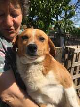 ROBIN2, Hund, Mischlingshund in Rumänien - Bild 3