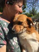 ROBIN2, Hund, Mischlingshund in Rumänien - Bild 4
