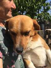 ROBIN2, Hund, Mischlingshund in Rumänien - Bild 5