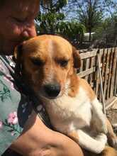 ROBIN2, Hund, Mischlingshund in Rumänien - Bild 6