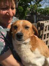 ROBIN2, Hund, Mischlingshund in Rumänien - Bild 7