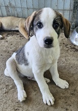 ZENGO, Hund, Mischlingshund in Griechenland - Bild 3