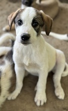 ZENGO, Hund, Mischlingshund in Griechenland - Bild 4