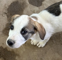 ZENGO, Hund, Mischlingshund in Griechenland - Bild 7