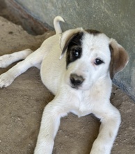 ZOTTO, Hund, Mischlingshund in Griechenland - Bild 10