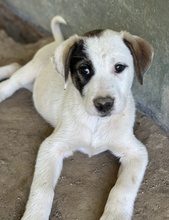 ZOTTO, Hund, Mischlingshund in Griechenland - Bild 11