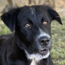 ABBY, Hund, Mischlingshund in Griechenland - Bild 1