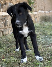 ABBY, Hund, Mischlingshund in Griechenland - Bild 10
