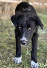 ABBY, Hund, Mischlingshund in Griechenland - Bild 2