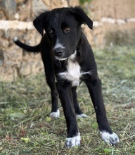 ABBY, Hund, Mischlingshund in Griechenland - Bild 3