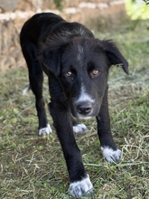 ABBY, Hund, Mischlingshund in Griechenland - Bild 4