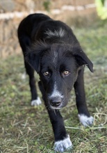 ABBY, Hund, Mischlingshund in Griechenland - Bild 5