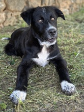ABBY, Hund, Mischlingshund in Griechenland - Bild 6
