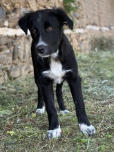 ABBY, Hund, Mischlingshund in Griechenland - Bild 7