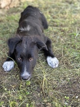 ABBY, Hund, Mischlingshund in Griechenland - Bild 8