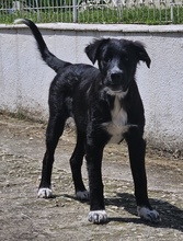 ABBY, Hund, Mischlingshund in Griechenland - Bild 9