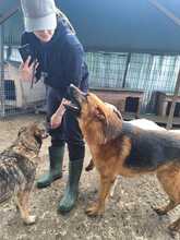 TAREK, Hund, Deutscher Schäferhund in Rumänien - Bild 2