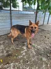 TAREK, Hund, Deutscher Schäferhund in Rumänien - Bild 3