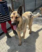ASKO, Hund, Deutscher Schäferhund in Rumänien - Bild 1