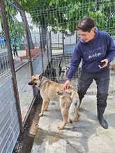 ASKO, Hund, Deutscher Schäferhund in Rumänien - Bild 3