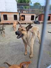 ASKO, Hund, Deutscher Schäferhund in Rumänien - Bild 4