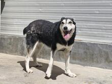 MARILU, Hund, Mischlingshund in Italien - Bild 3