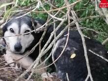 MARILU, Hund, Mischlingshund in Italien - Bild 4