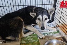 MARILU, Hund, Mischlingshund in Italien - Bild 5