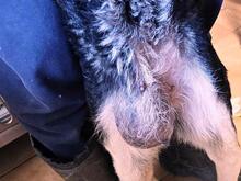 MARILU, Hund, Mischlingshund in Italien - Bild 6