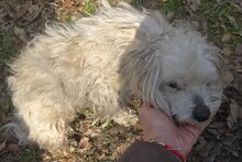 BELLA, Hund, Mischlingshund in Rumänien - Bild 1