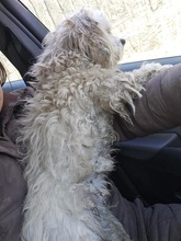 BELLA, Hund, Mischlingshund in Rumänien - Bild 10