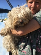 BELLA, Hund, Mischlingshund in Rumänien - Bild 11
