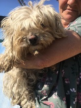 BELLA, Hund, Mischlingshund in Rumänien - Bild 12