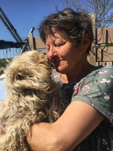 BELLA, Hund, Mischlingshund in Rumänien - Bild 13