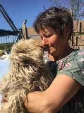 BELLA, Hund, Mischlingshund in Rumänien - Bild 15