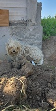BELLA, Hund, Mischlingshund in Rumänien - Bild 16