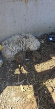 BELLA, Hund, Mischlingshund in Rumänien - Bild 17