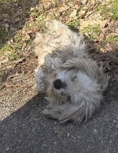BELLA, Hund, Mischlingshund in Rumänien - Bild 2