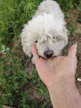 BELLA, Hund, Mischlingshund in Rumänien - Bild 5