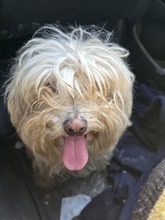 BELLA, Hund, Mischlingshund in Rumänien - Bild 7
