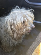 BELLA, Hund, Mischlingshund in Rumänien - Bild 8