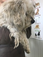 BELLA, Hund, Mischlingshund in Rumänien - Bild 9