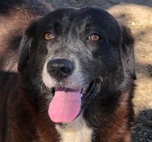 YAQUELINE, Hund, Mischlingshund in Italien - Bild 1