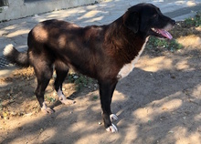 YAQUELINE, Hund, Mischlingshund in Italien - Bild 2
